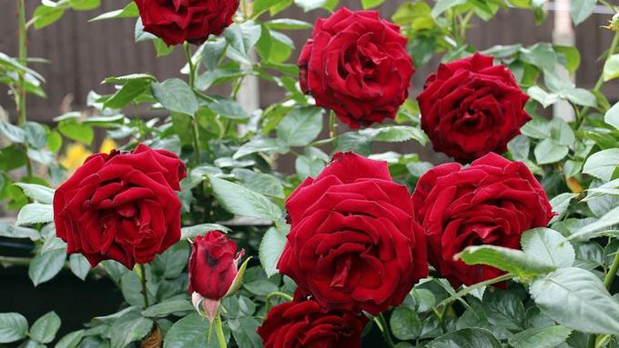 Jenis Bunga Hias Terbaik Untuk Teras Rumah Yang Cantik Pratama Blog