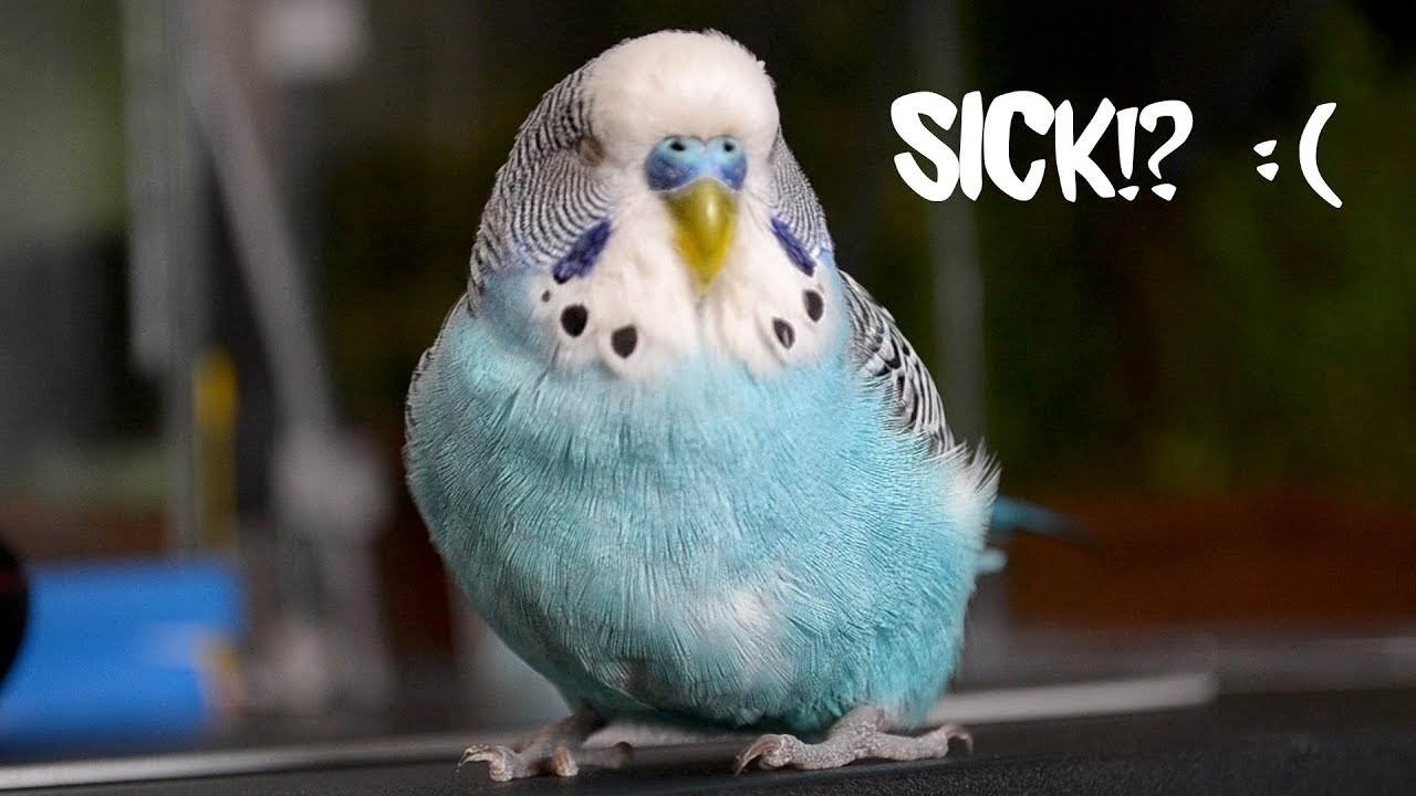 Penyakit Burung