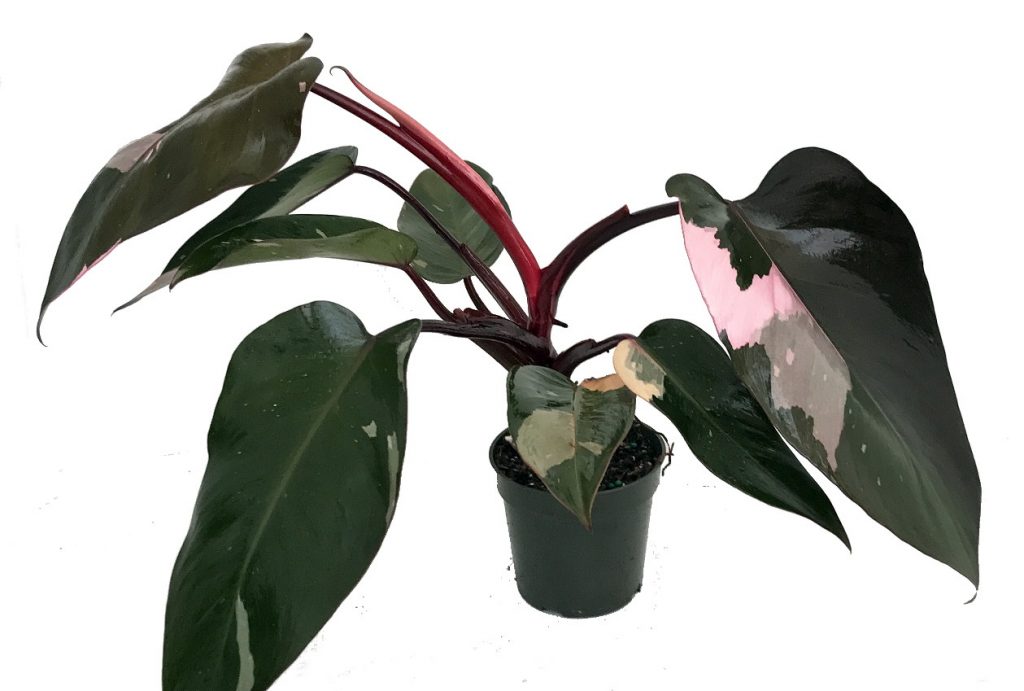 Philodendron Burgundy