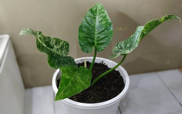 Philodendron Marble Variegata