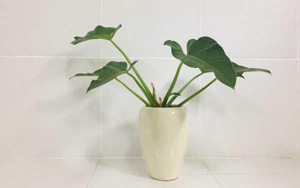 Philodendron Marble