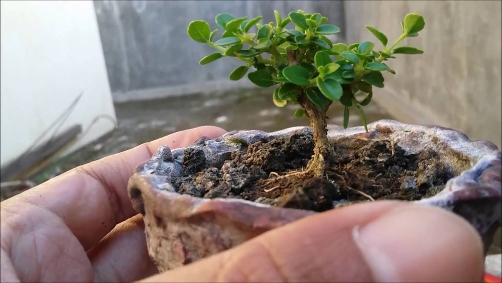 Benih bonsai