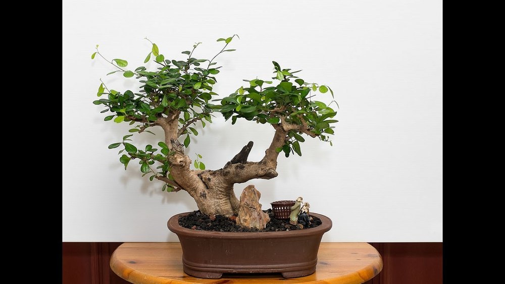 Bakalan bonsai wahong
