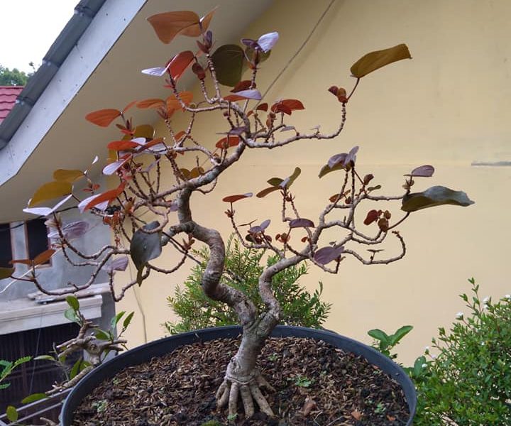 bonsai waru merah
