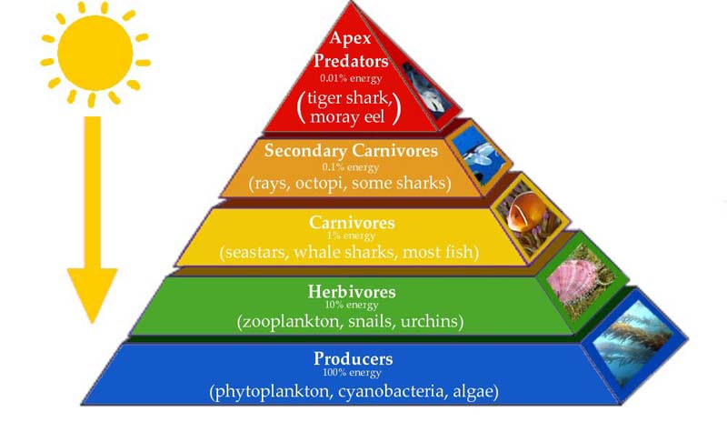 Piramida ekologi