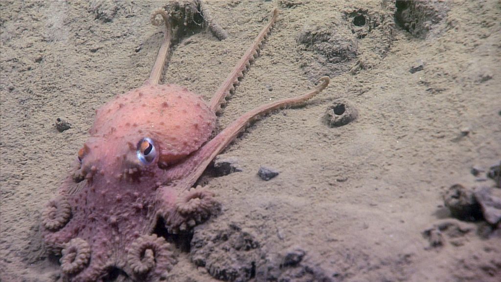 contoh hewan cephalopoda