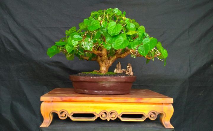 Jenis  Pohon Waru untuk Dibuat Bonsai  Pratama Blog