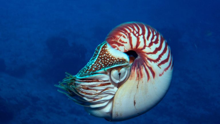 Cephalopoda Ciri  Ciri  Klasifikasi dan Contoh Hewannya 